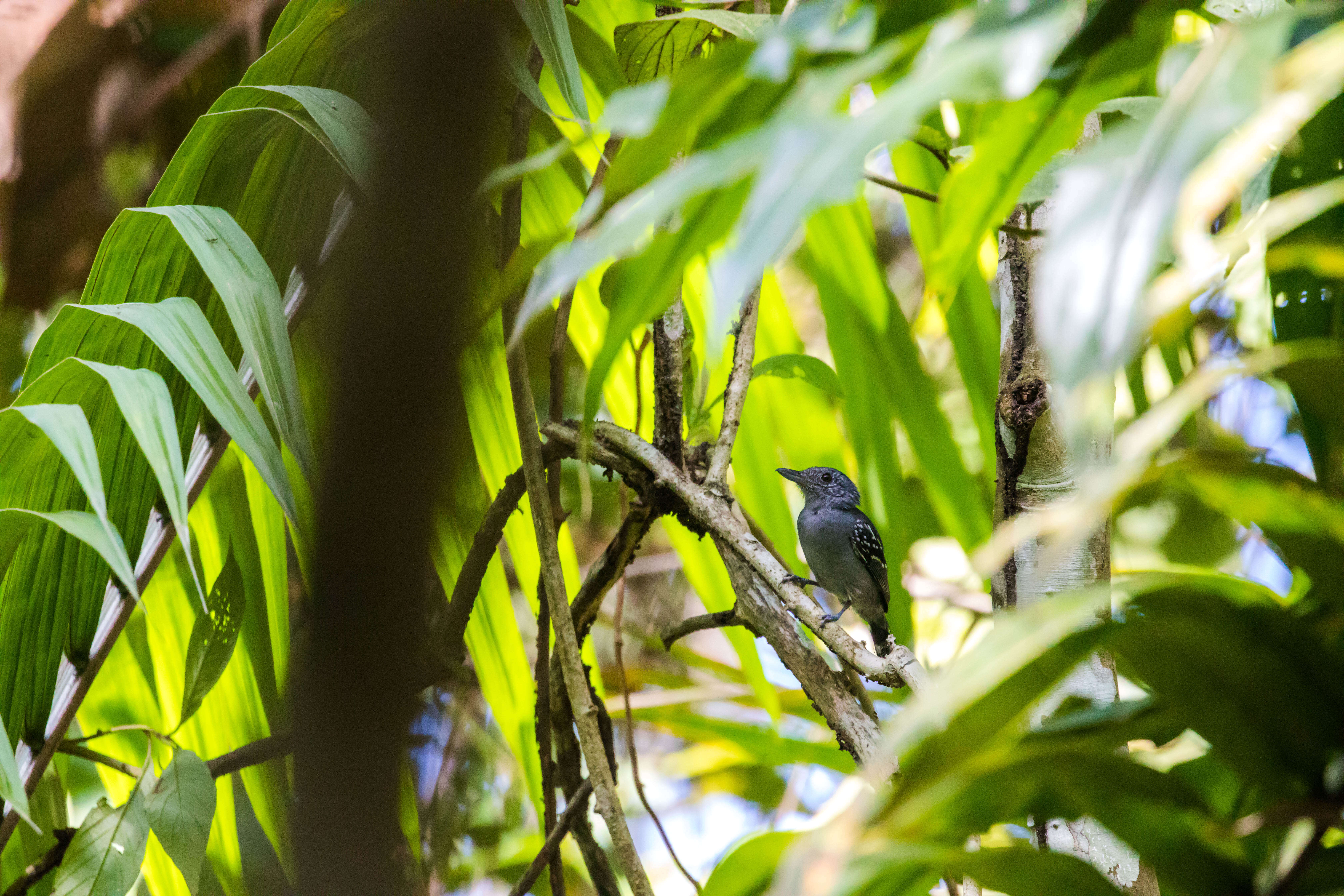 Image of Black-crowned Antshrike