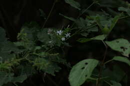 Image of wild leadwort