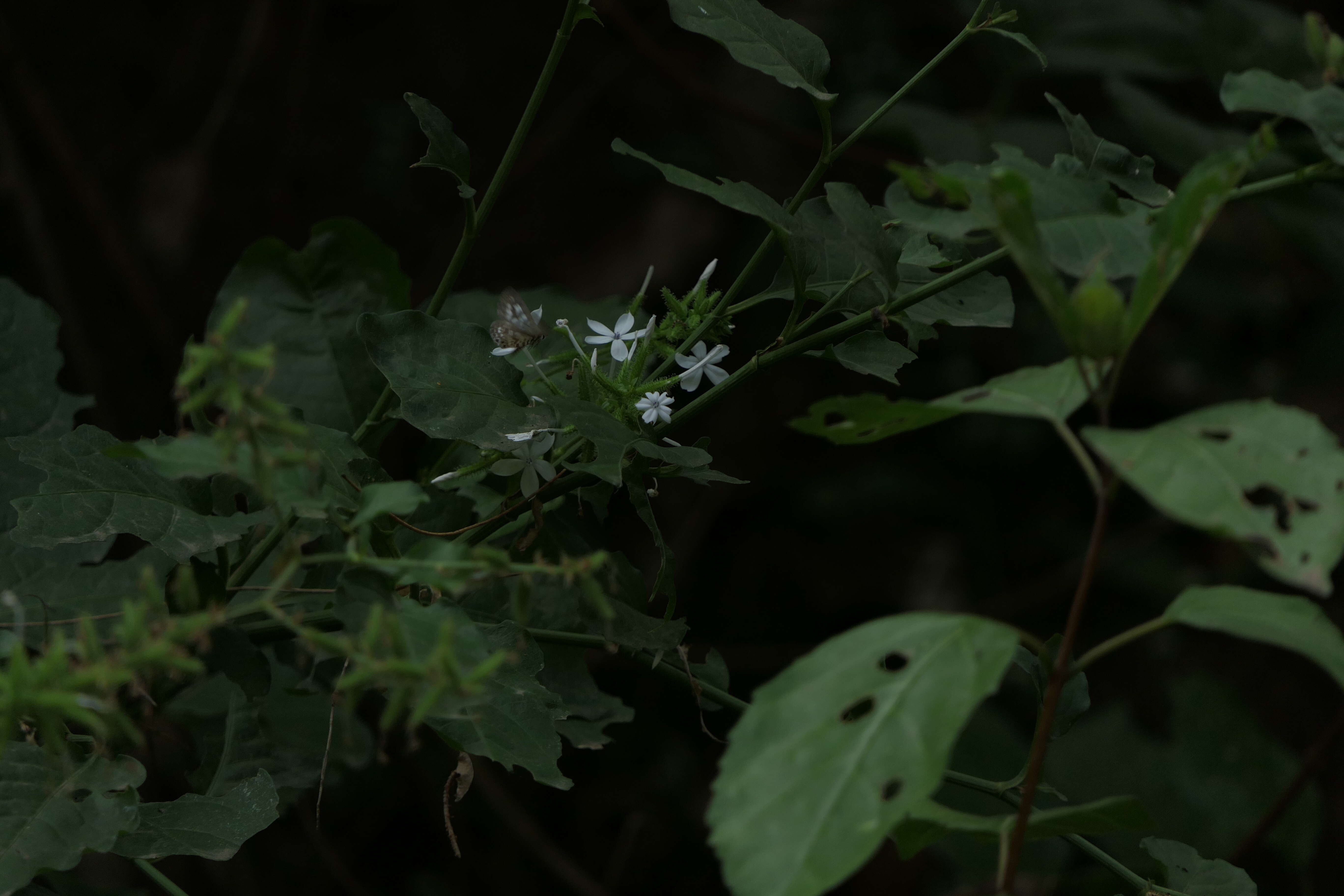 Image of wild leadwort