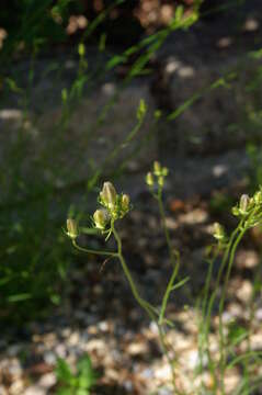 Image of Silene diclinis (Lag.) Lainz