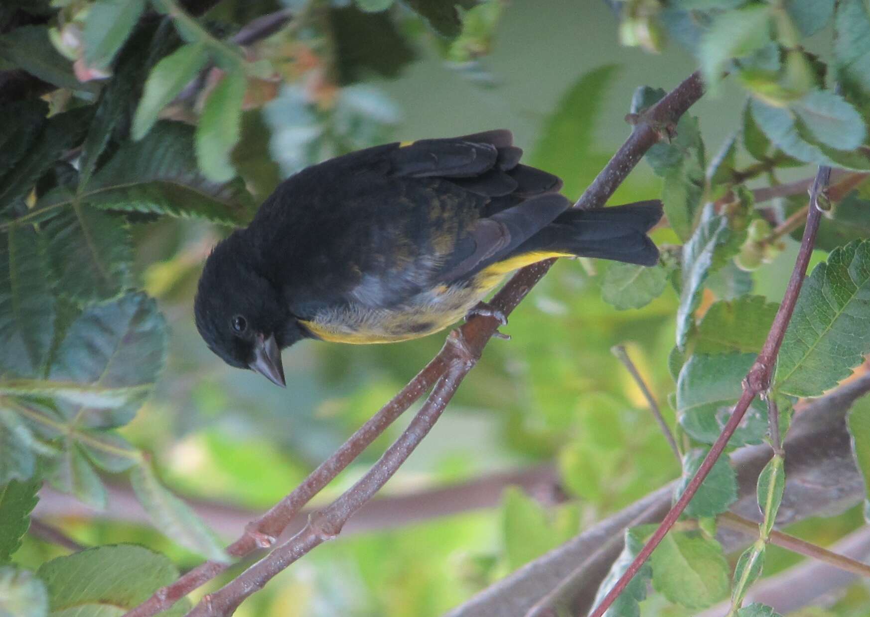 Image of Yellow-bellied Siskin