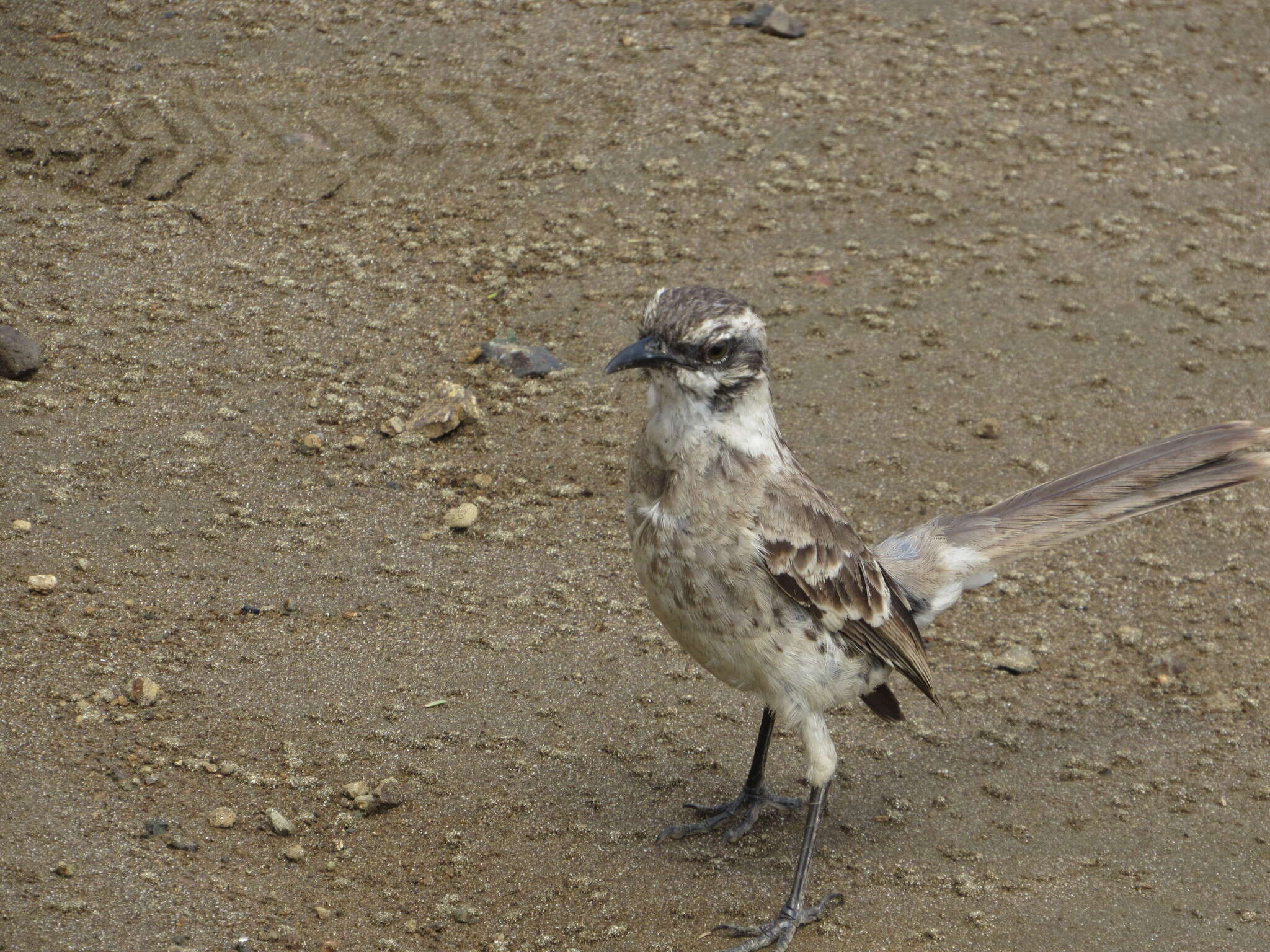 Image of Long-tailed Mockingbird