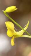Image of Utricularia odorata Pellegr.