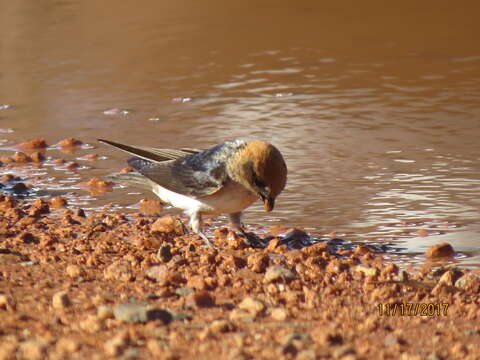 Image de Hirondelle ariel