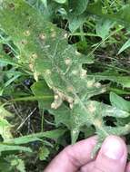 Image de Puccinia dioicae Magnus 1877