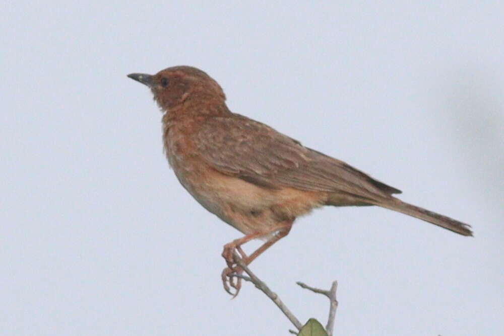 Image of Pink-breasted Lark