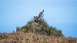 Image of Brown Skua