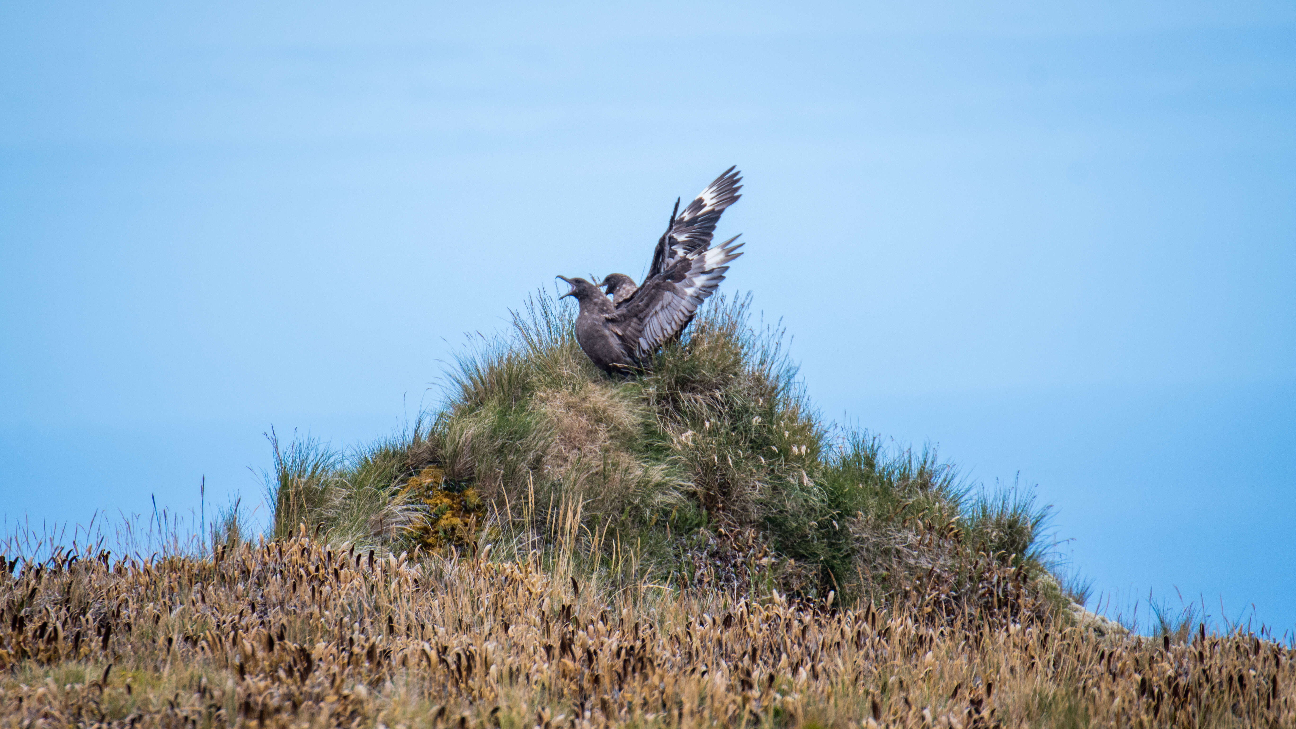 Image of Brown Skua