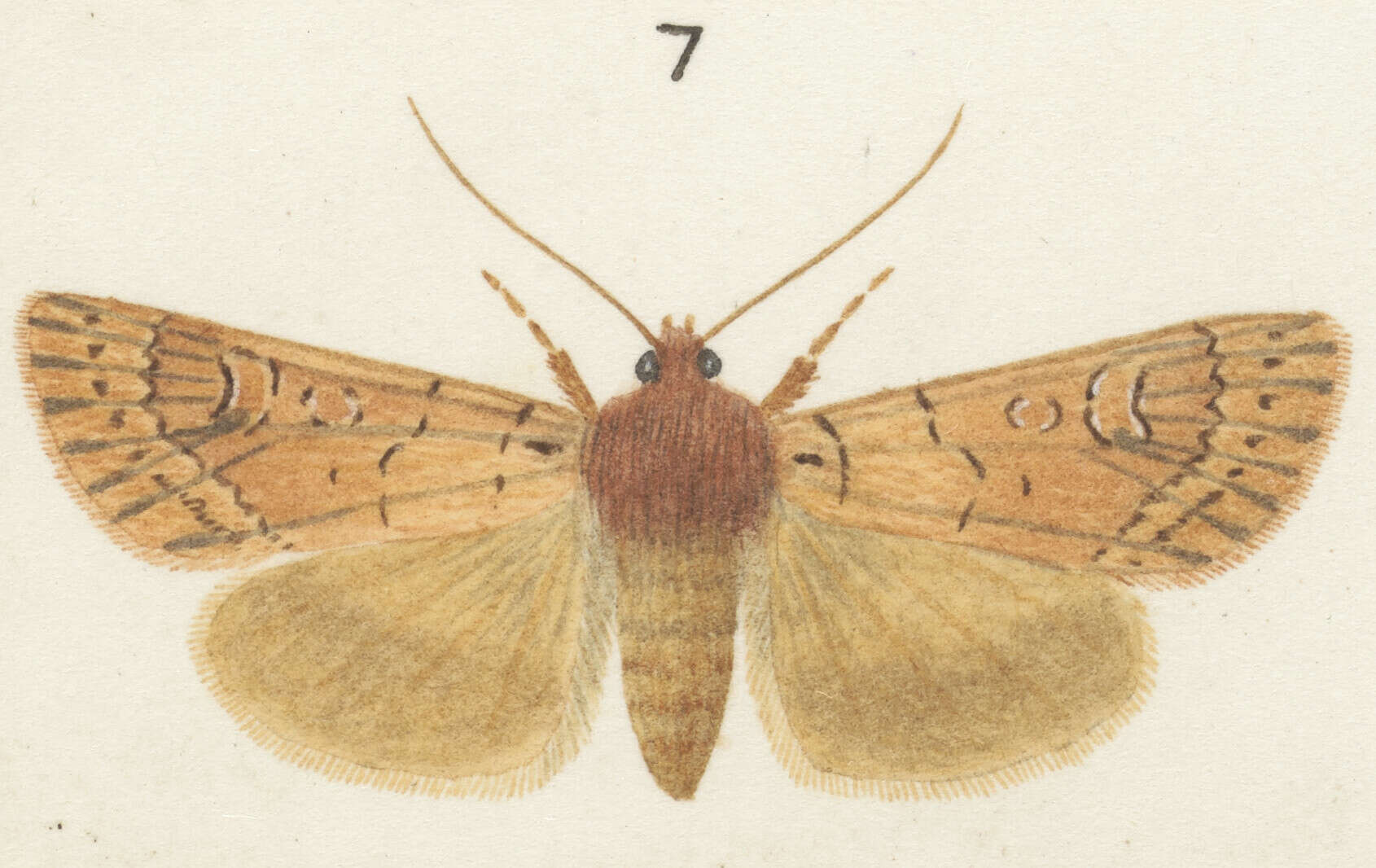 Plancia ëd Ichneutica chryserythra Hampson 1905