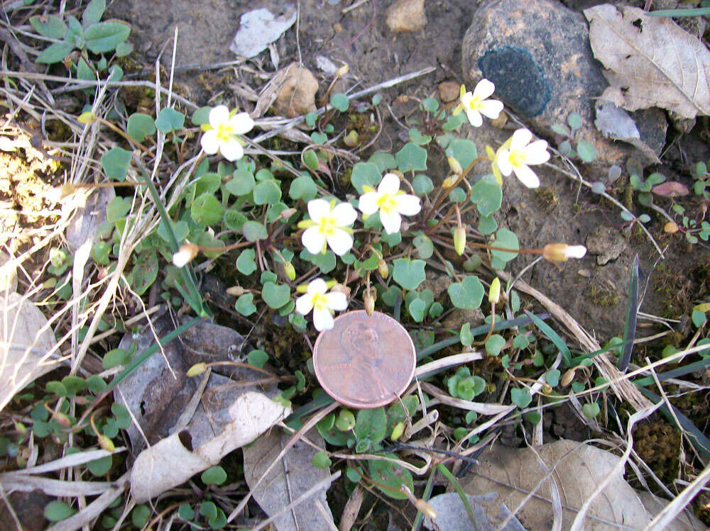 Image of Kentucky glade cress