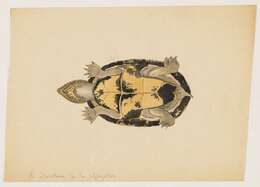 Image of mud turtle