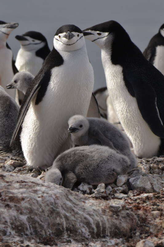 Image of Chinstrap Penguin