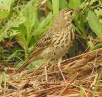 Image of Tree Pipit