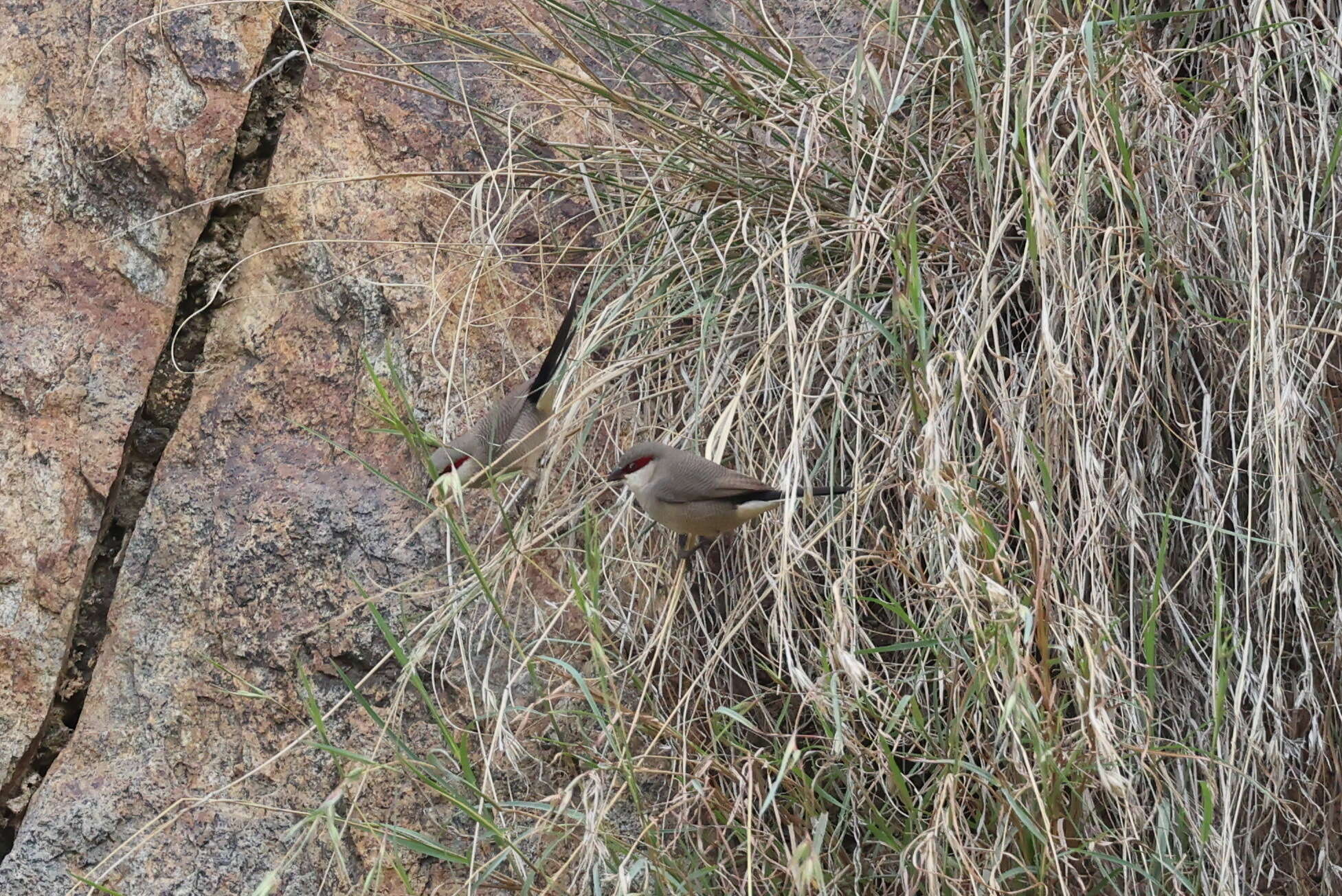 Image of Arabian Waxbill