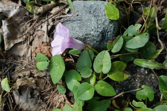 Image of whiteflower beach morning-glory