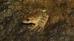 Image of Golfito Robber Frog