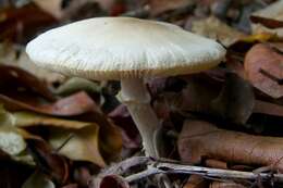 Plancia ëd Lentinula boryana (Berk. & Mont.) Pegler 1976