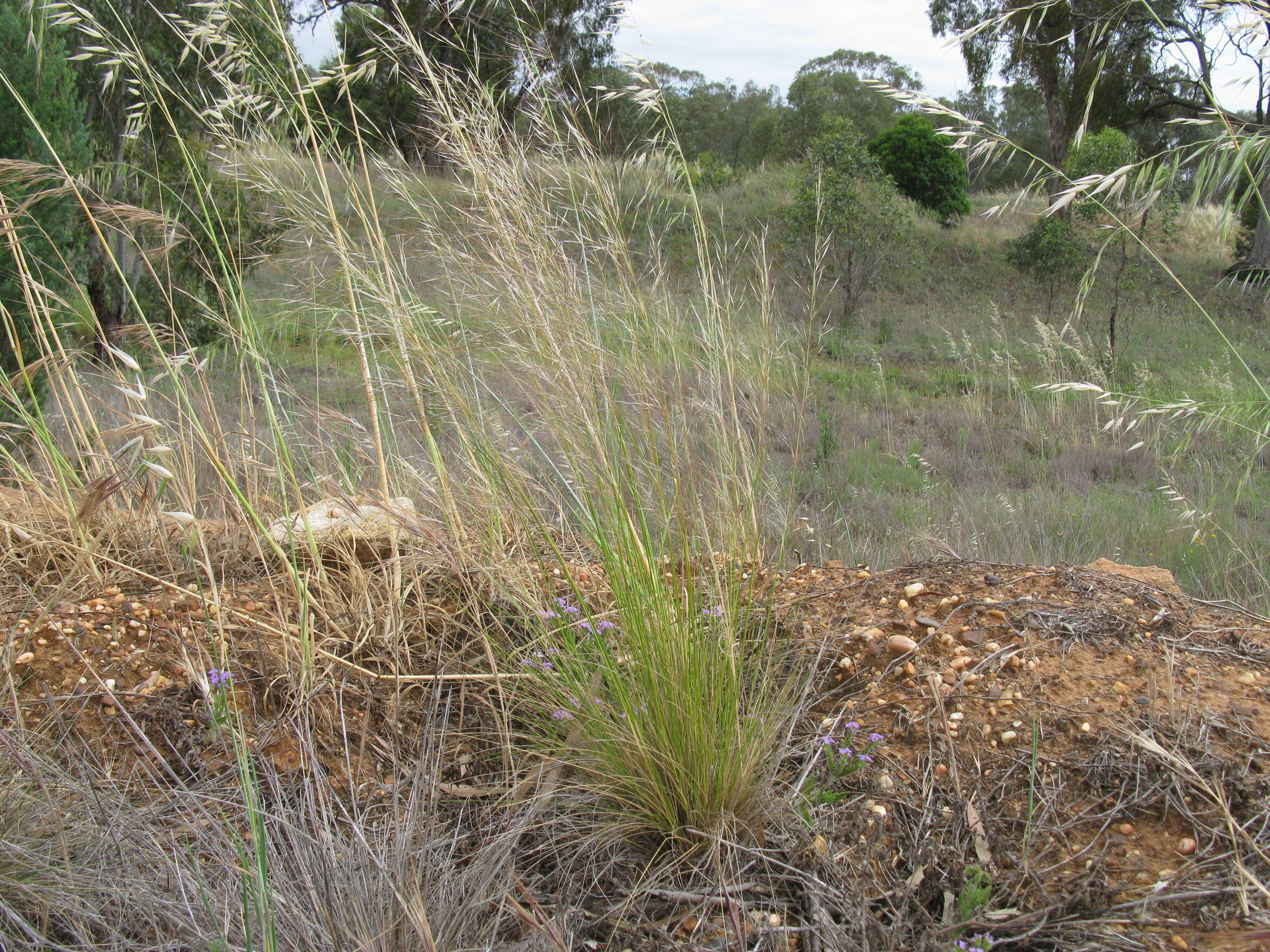 Image of Austrostipa scabra (Lindl.) S. W. L. Jacobs & J. Everett