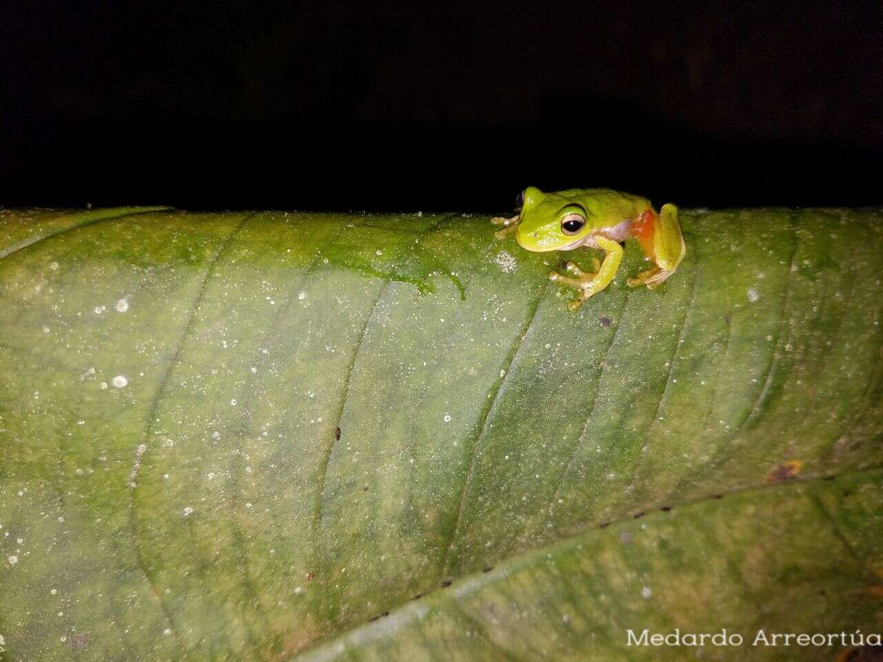 Image of Sierra Juarez Brook Frog