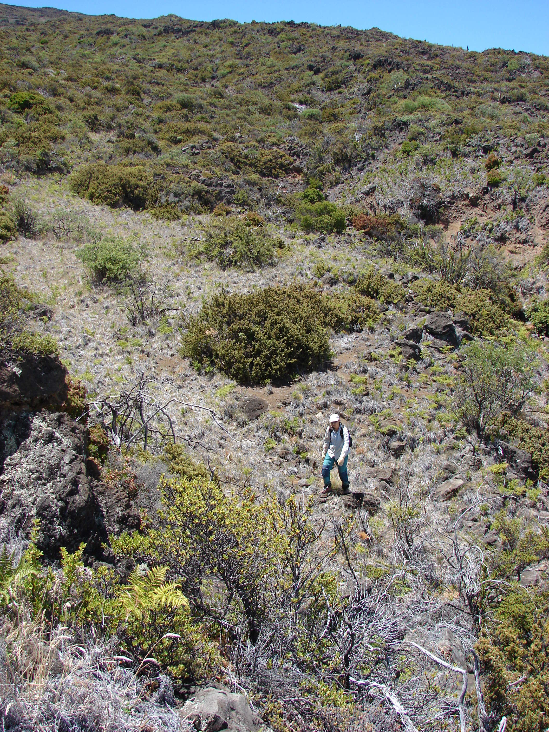 Image of alpine mirrorplant