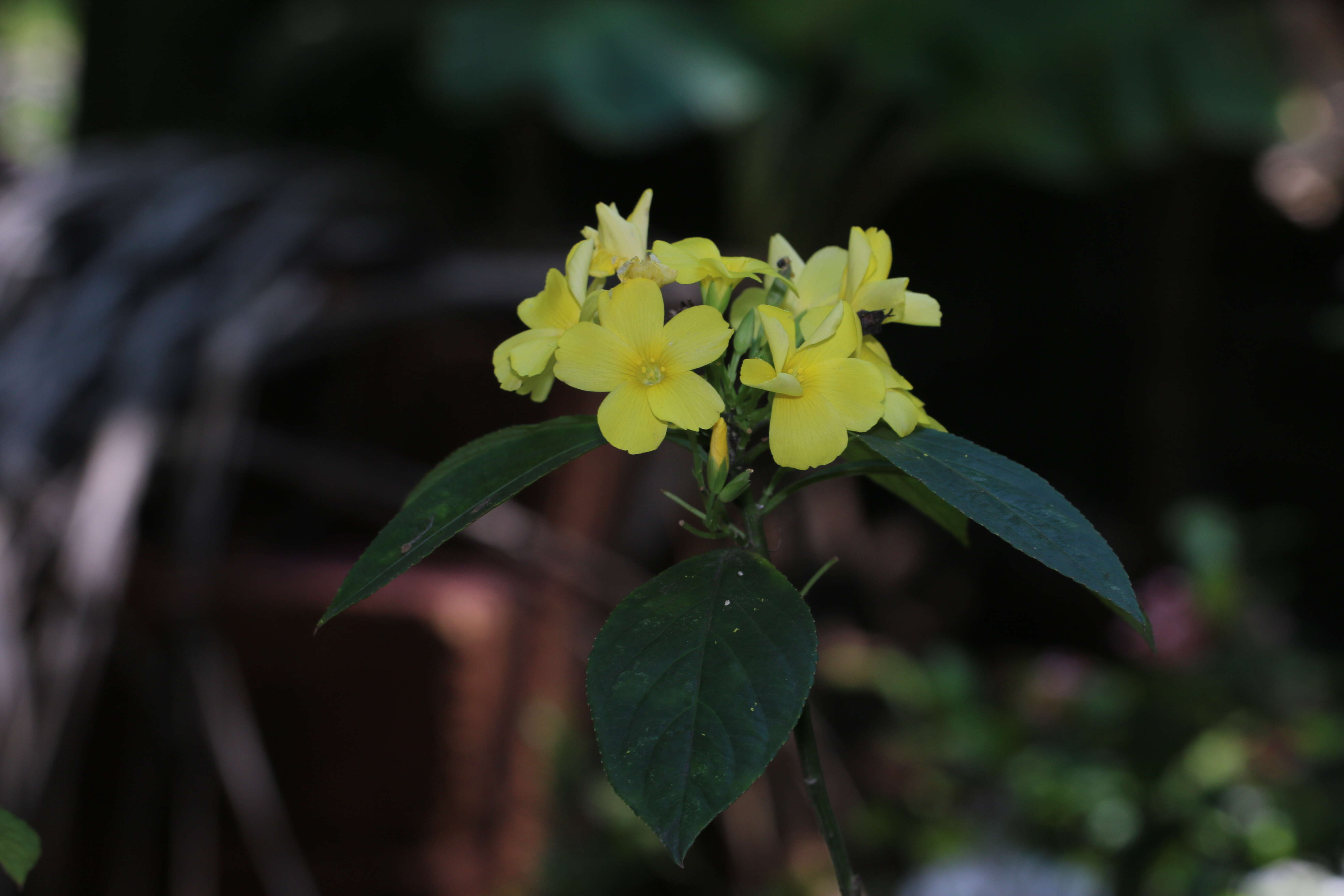 Imagem de Turnera ulmifolia L.