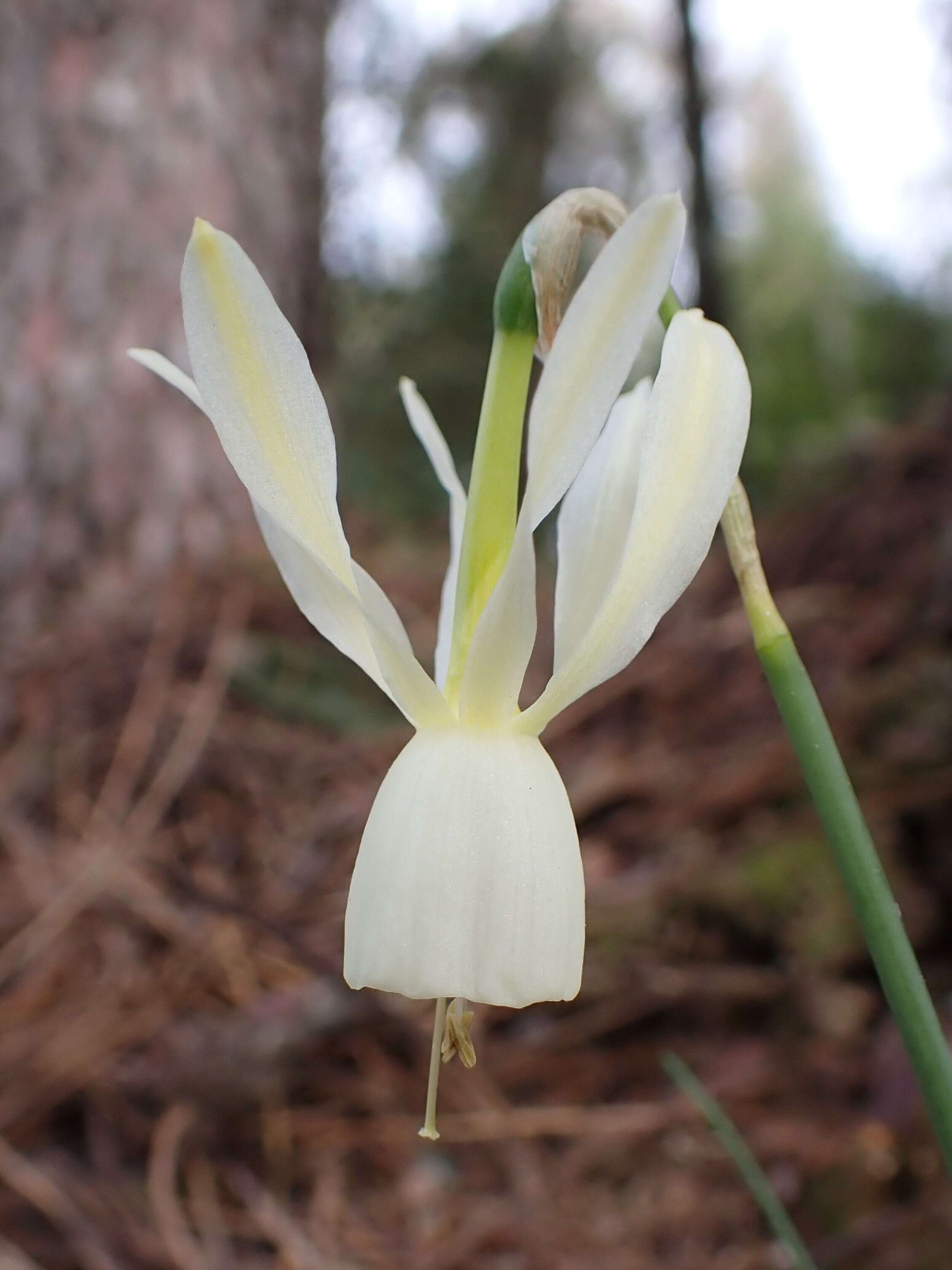 Image of Narcissus cernuus