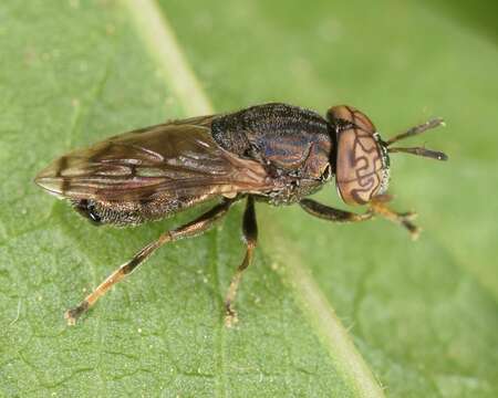 Image of Orthonevra nitida (Wiedemann 1830)