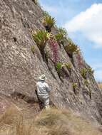 Imagem de Tillandsia australis Mez