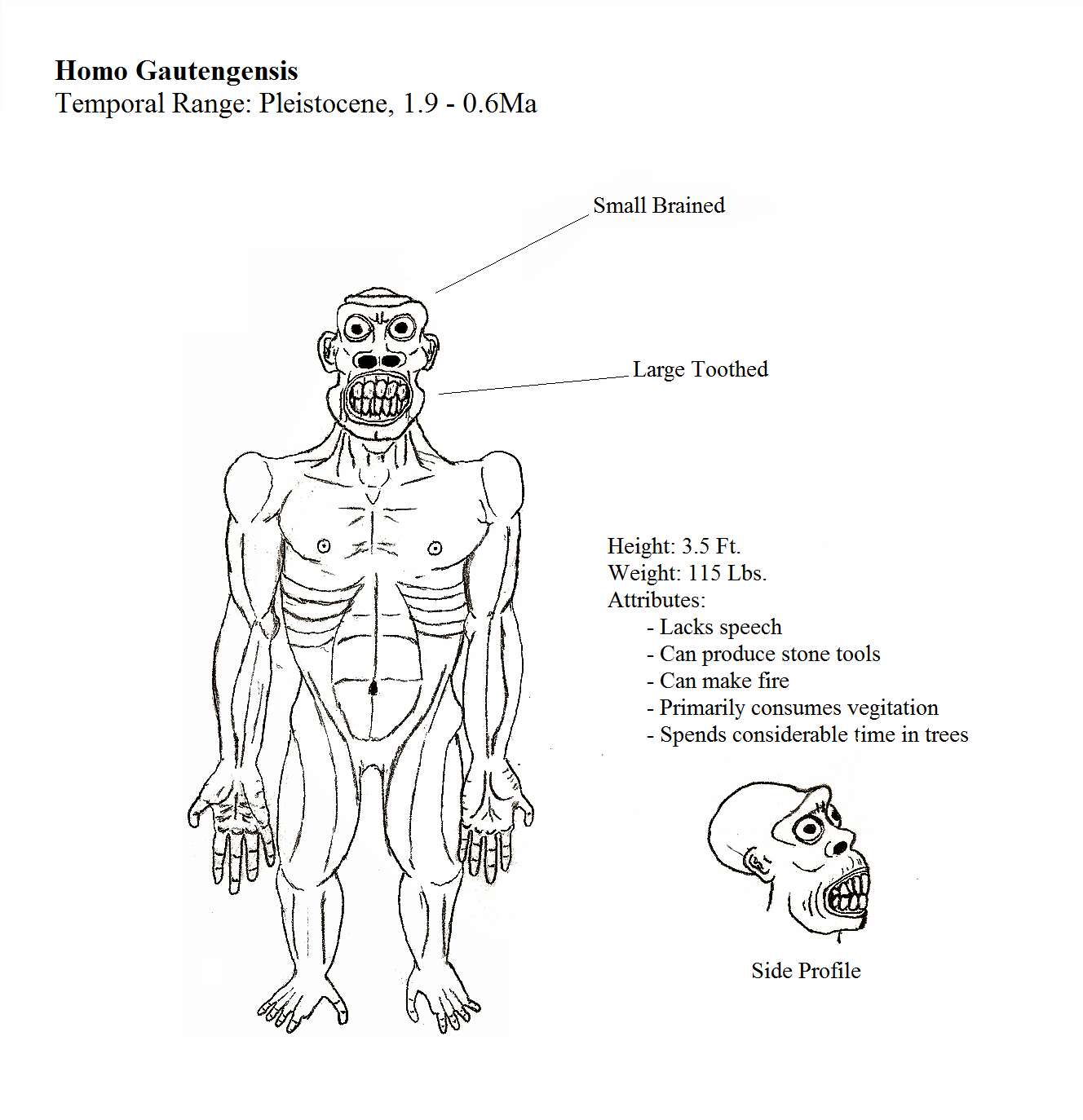 Sivun Homo gautengensis kuva