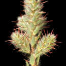 Image of Sclerolaena densiflora (Fitzg.) A. J. Scott