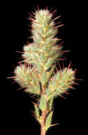 Image of Sclerolaena densiflora (Fitzg.) A. J. Scott