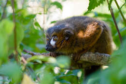 Image of Red-bellied Lemur