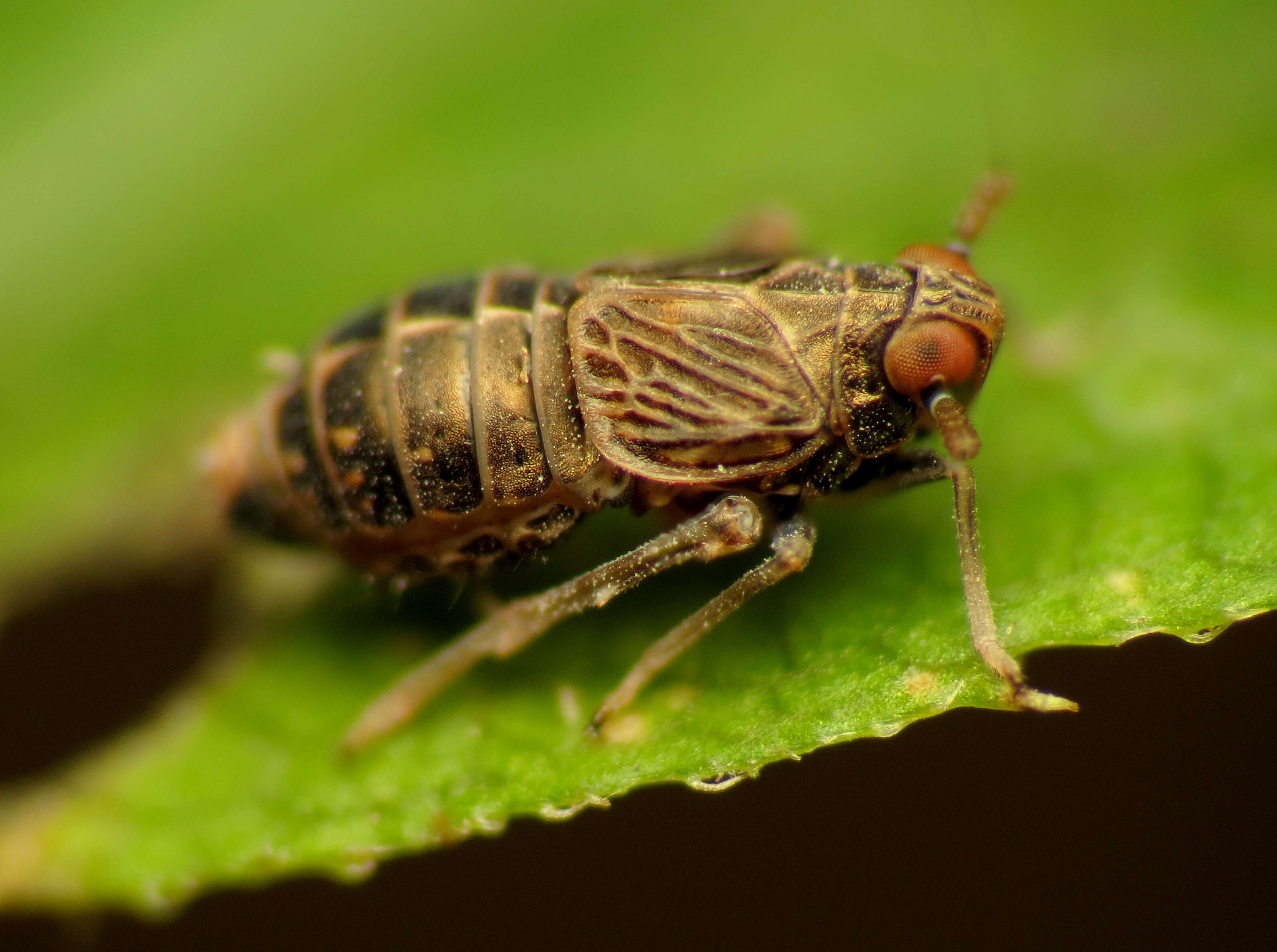 Image of Pissonotus dorsalis Van Duzee 1897