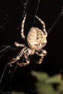 Image of Araneus andrewsi (Archer 1951)