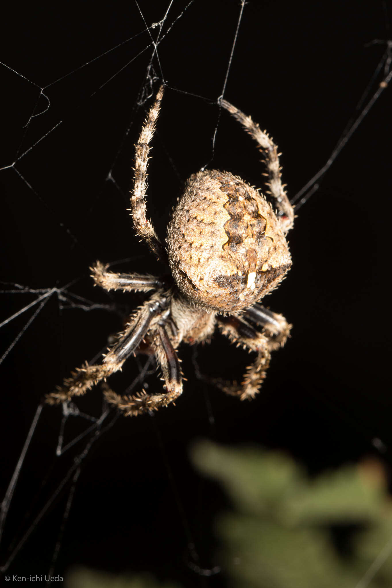 Image of Araneus andrewsi (Archer 1951)