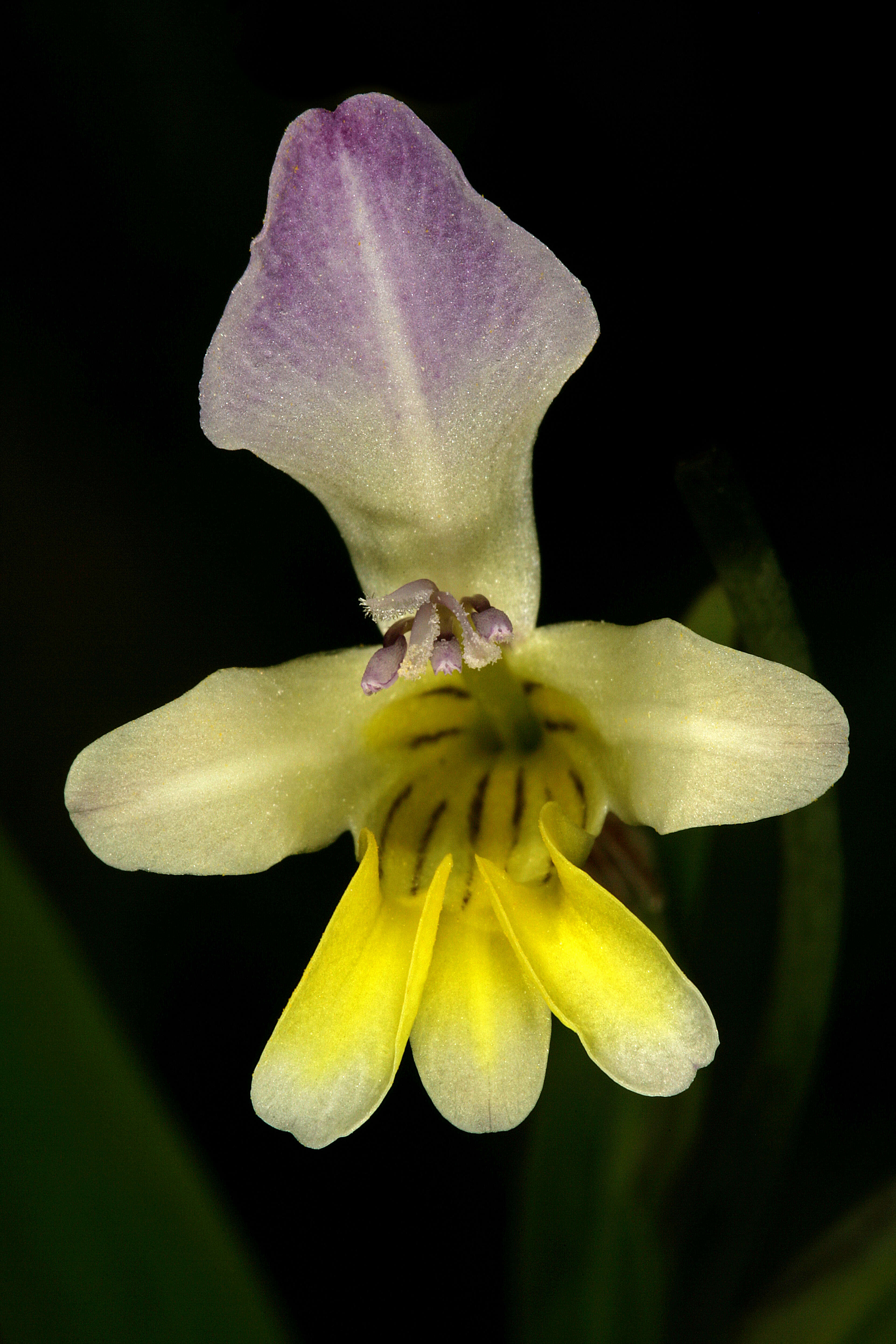 Imagem de Sparaxis villosa (Burm. fil.) Goldblatt