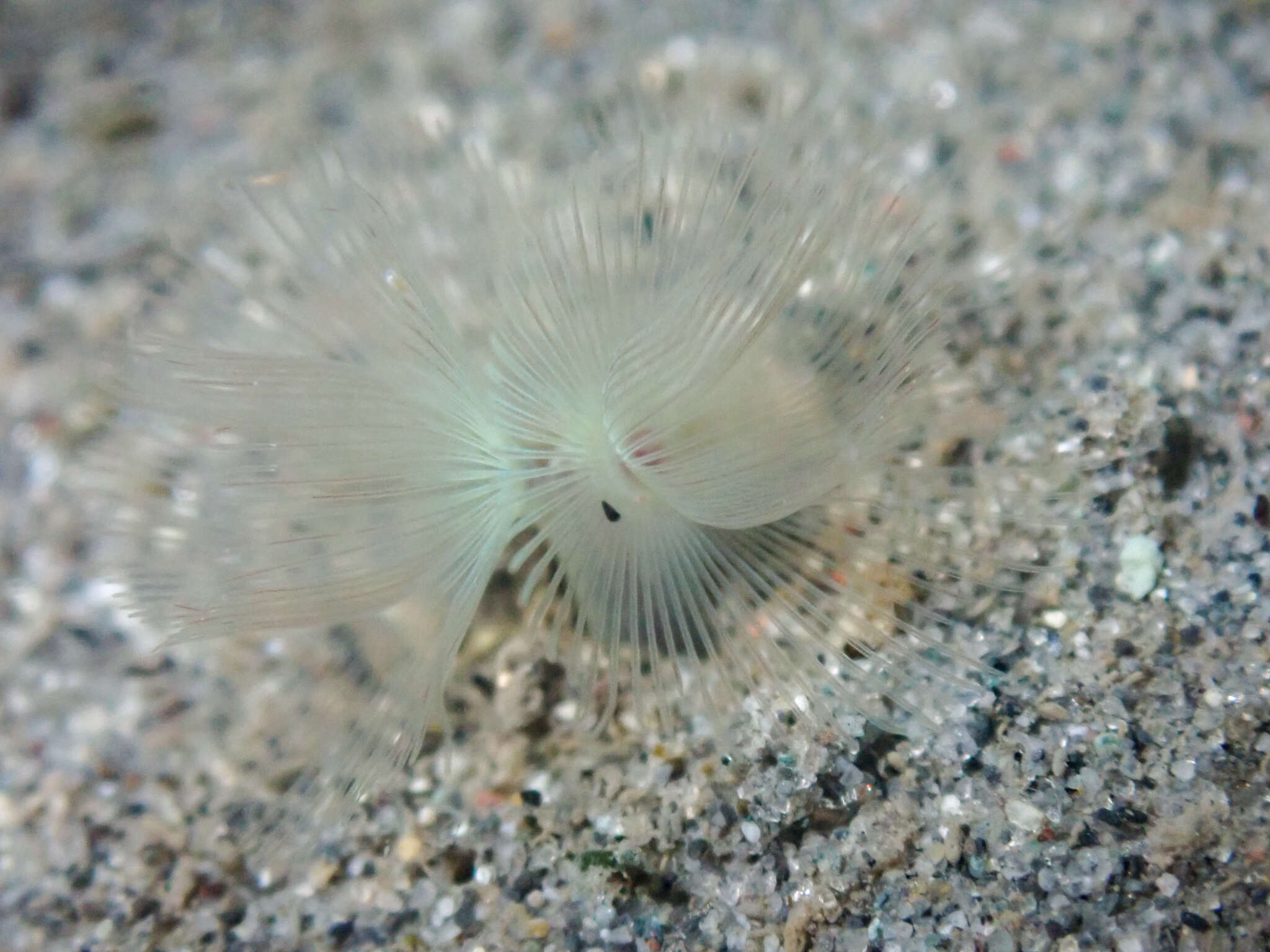 Image of large green phoronid