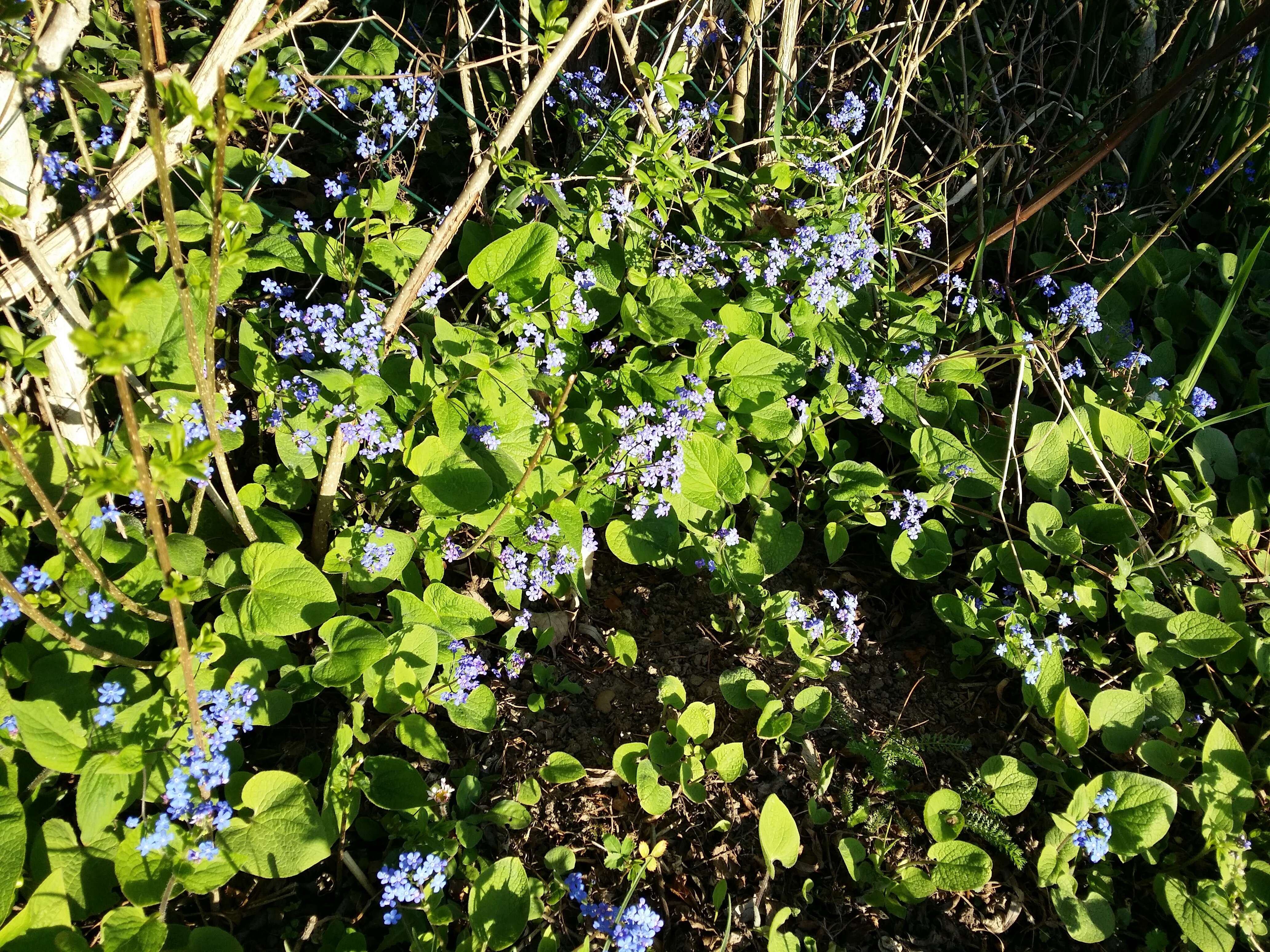 Plancia ëd Brunnera macrophylla (Adams) I. M. Johnst.