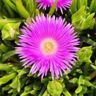 Image of Carpobrotus acinaciformis (L.) L. Bol.