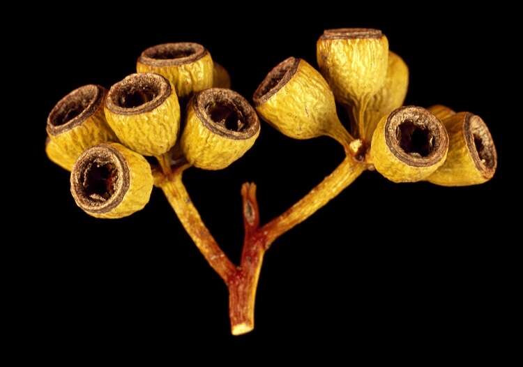 Image of Eucalyptus canescens D. Nicolle