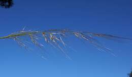 Image of Austrostipa scabra (Lindl.) S. W. L. Jacobs & J. Everett