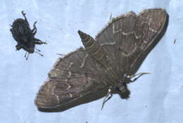 Image of Scraped Pilocrocis