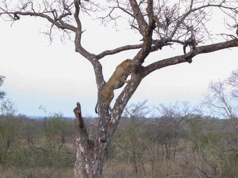 Image of Leopard