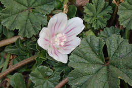 Image of common mallow