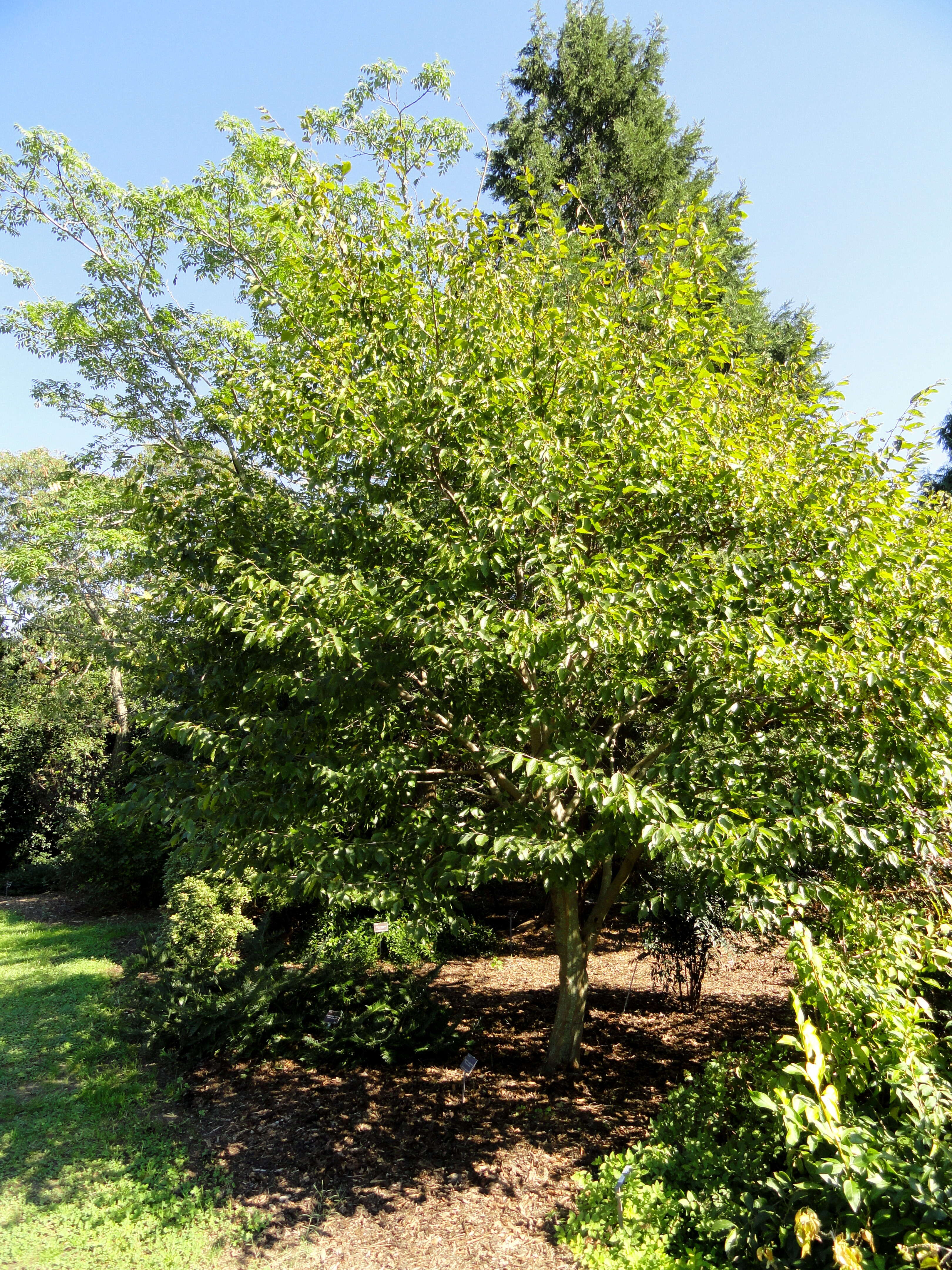 Image of Carpinus turczaninowii