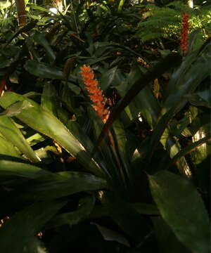 Image of Aechmea victoriana L. B. Sm.