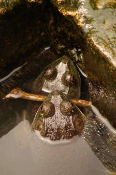 Image of American Bullfrog