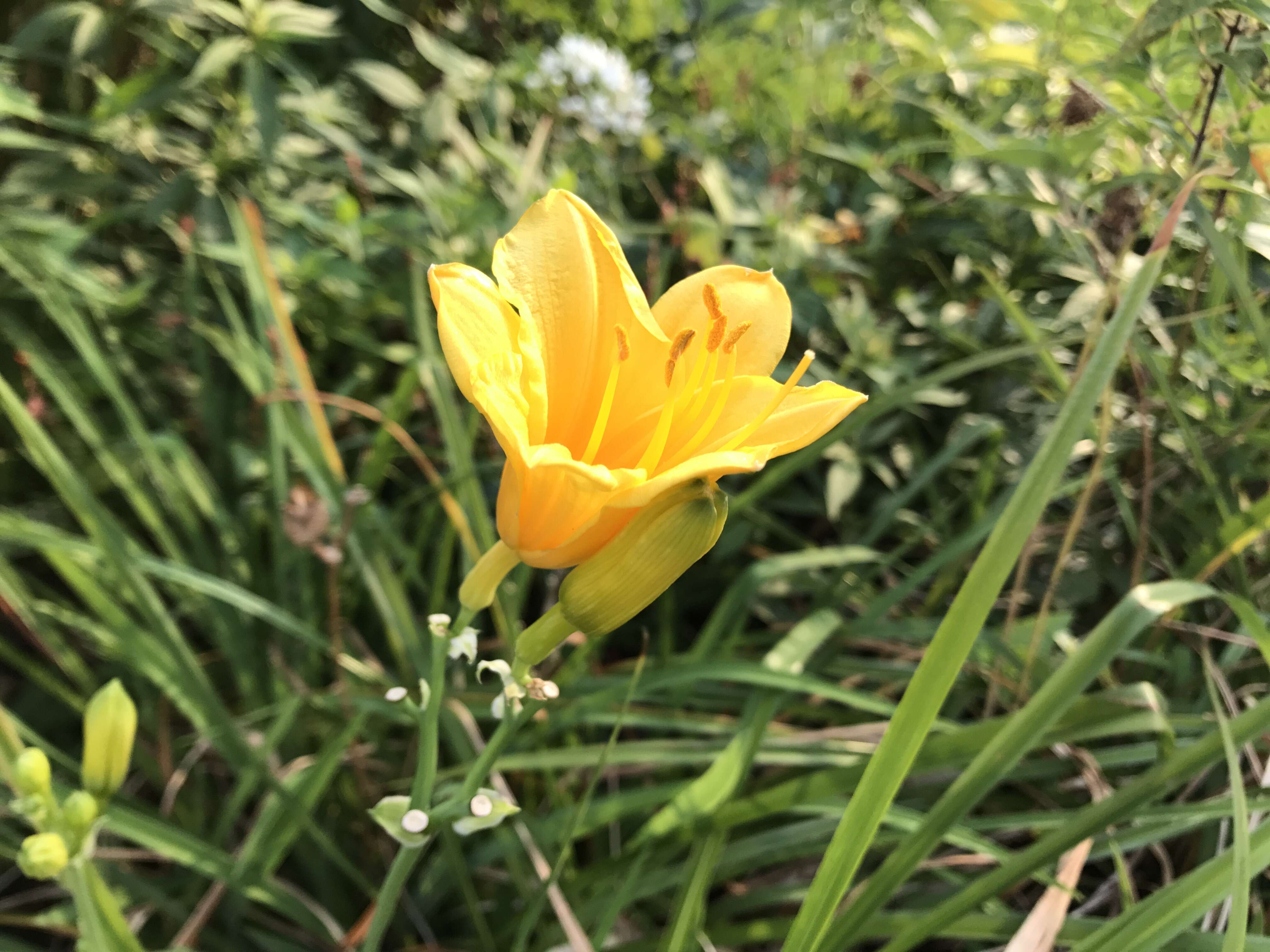 Image of Dumortier's daylily