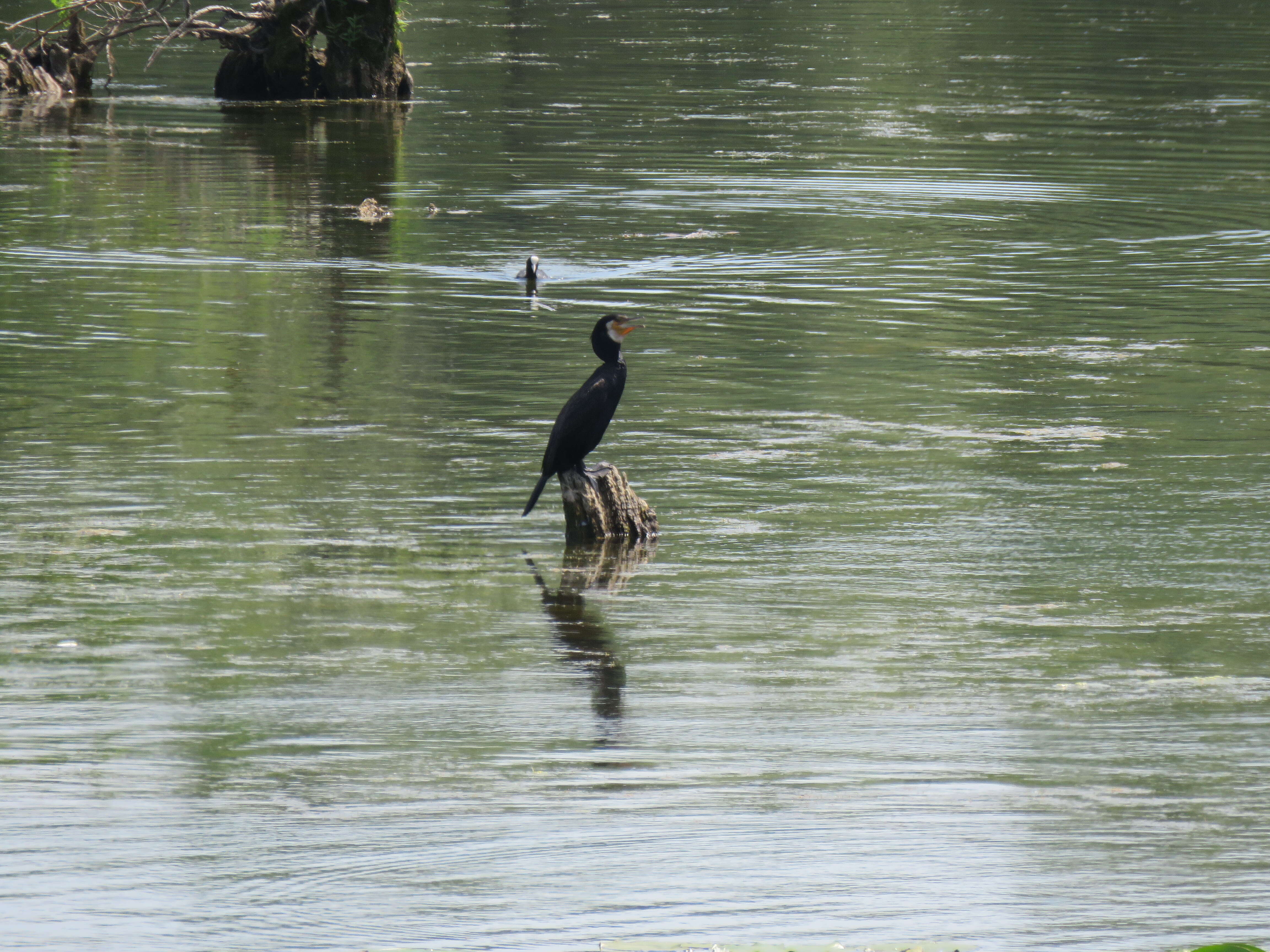 Image of Black Shag