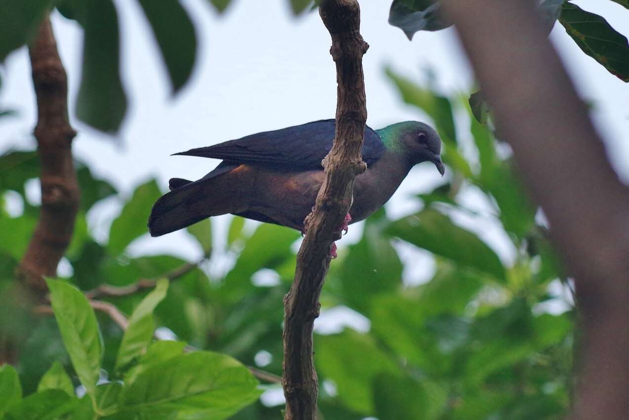 صورة Columba malherbii Verreaux, J, Verreaux & E 1851